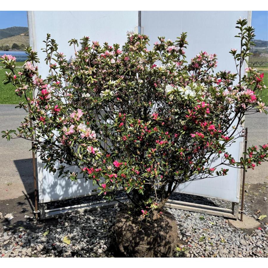 絞り咲き久留米ツツジ　軍旗　株立ち　約1.3ｍ　一点物　豪華株　現品発送　特大植木苗木大苗　絞り花グンキツツツジ　３色咲き　超希少品種　送料無料