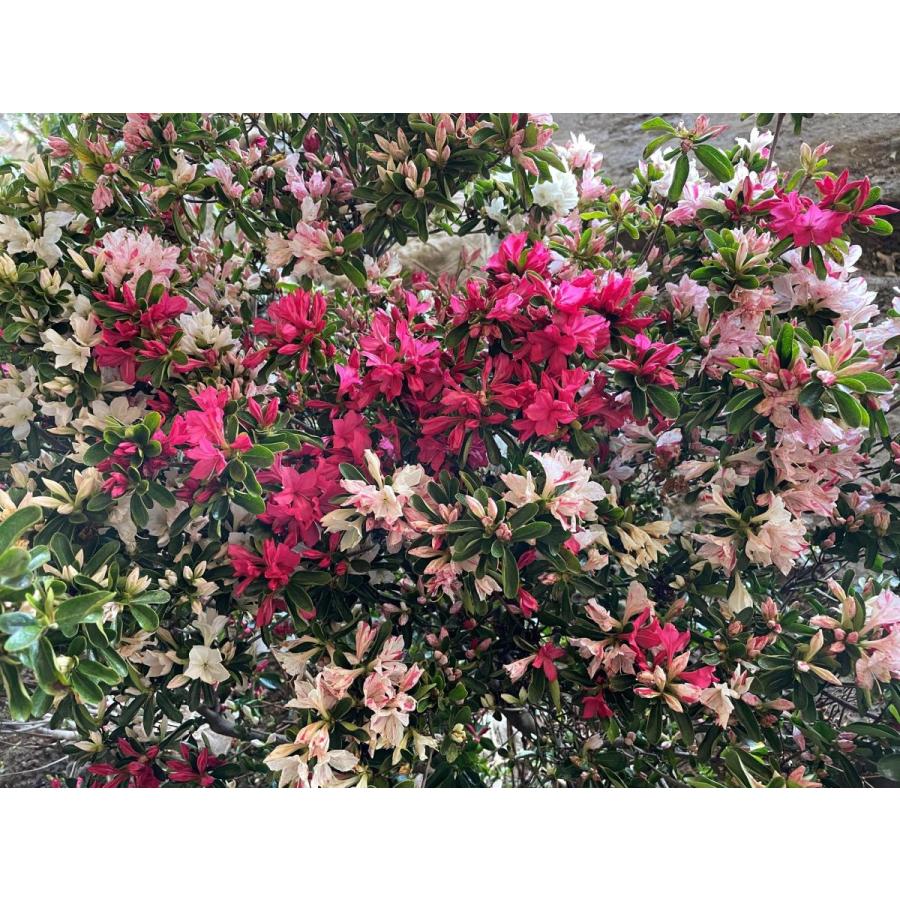 絞り咲き久留米ツツジ　軍旗　株立ち　約1.3ｍ　一点物　豪華株　現品発送　特大植木苗木大苗　絞り花グンキツツツジ　３色咲き　超希少品種　送料無料 