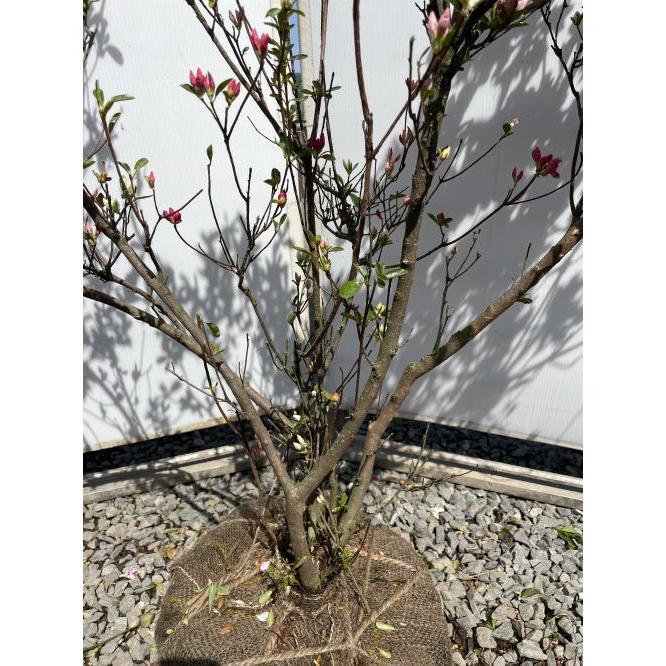 絞り咲き久留米ツツジ　軍旗　株立ち　約1.3ｍ　一点物　豪華株　現品発送　特大植木苗木大苗　絞り花グンキツツツジ　３色咲き　超希少品種　送料無料 