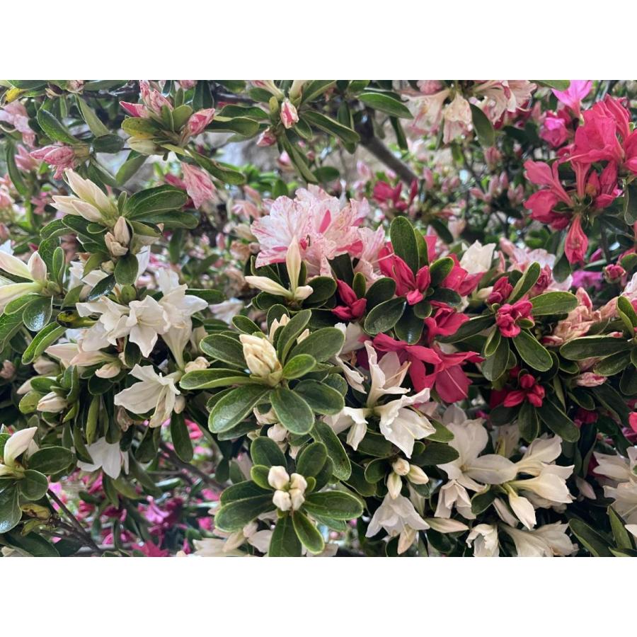 絞り咲き久留米ツツジ　軍旗　株立ち　約1.3ｍ　一点物　豪華株　現品発送　特大植木苗木大苗　絞り花グンキツツツジ　３色咲き　超希少品種　送料無料 