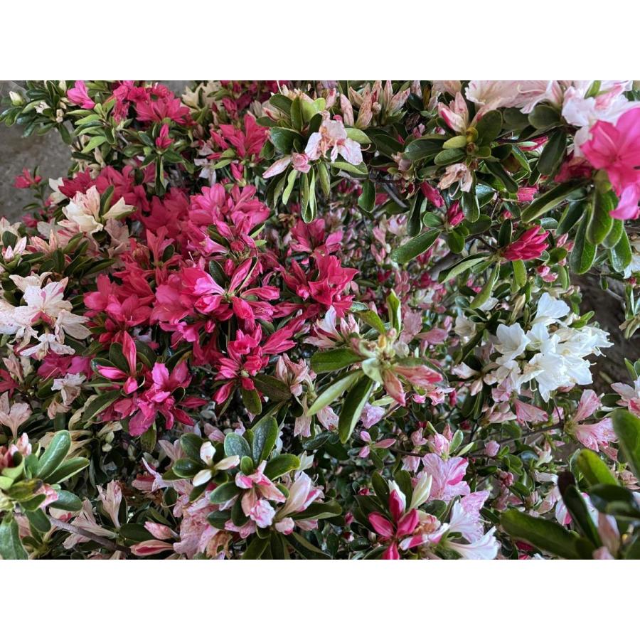 絞り咲き久留米ツツジ　軍旗　株立ち　約1.3ｍ　一点物　豪華株　現品発送　特大植木苗木大苗　絞り花グンキツツツジ　３色咲き　超希少品種　送料無料 