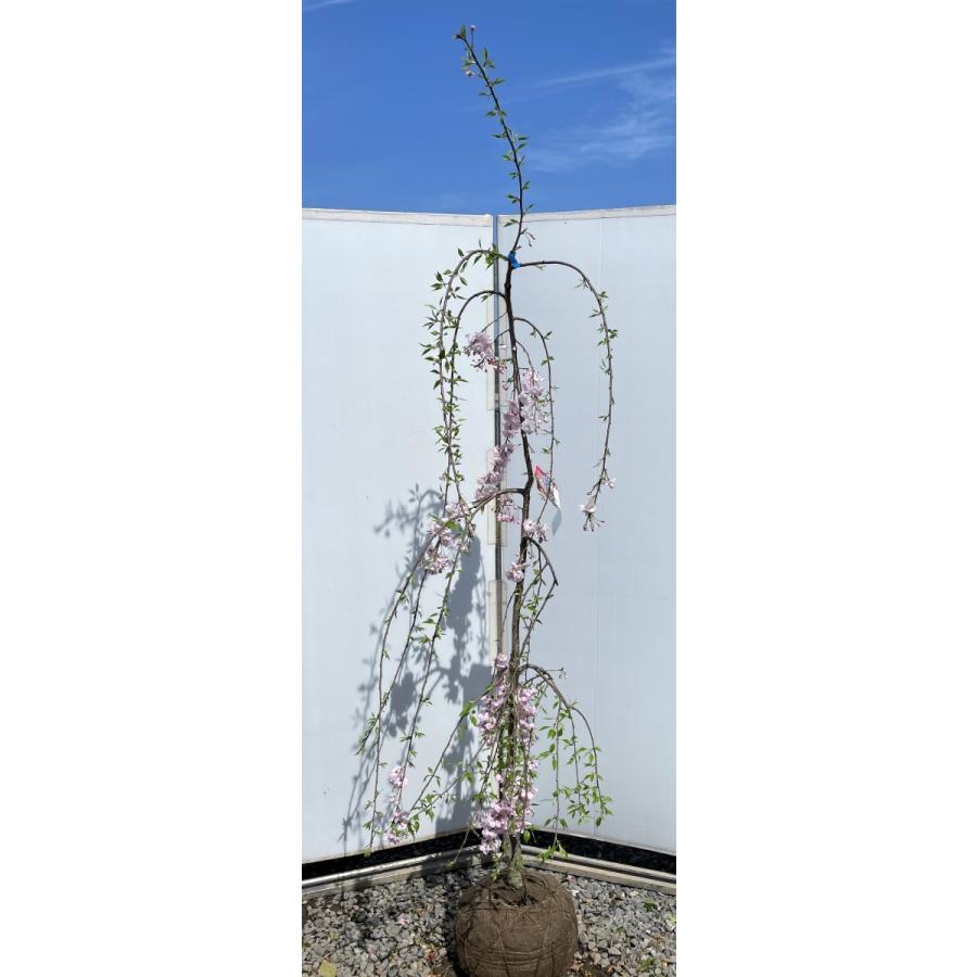 雨情しだれ桜　約2.2ｍ　現品発送　美樹形株　小花八重しだれ桜　特大植木苗木　うじょうしだれ桜　送料無料