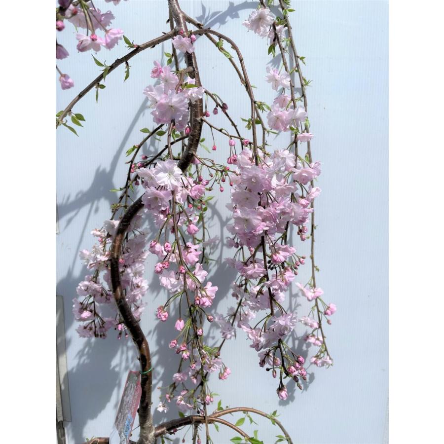 雨情しだれ桜　約2.2ｍ　現品発送　美樹形株　小花八重しだれ桜　特大植木苗木　うじょうしだれ桜　送料無料 