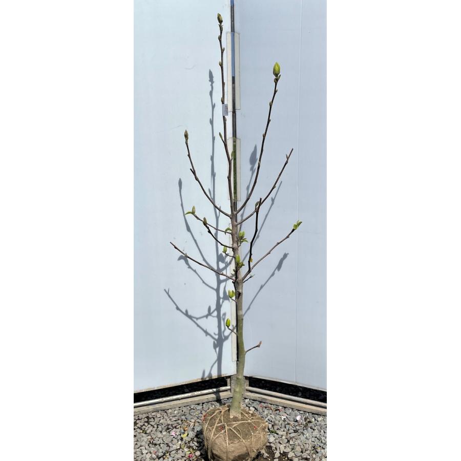 黄花モクレン イエローバード 約1.8m 特大株植木苗木大苗 黄木蓮 