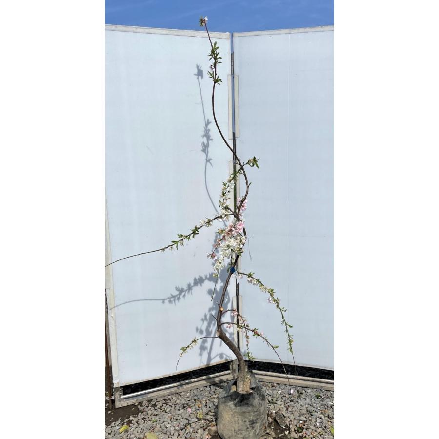 しだれ源平花桃　約２ｍ　現品発送　特大株　植木苗木大苗　源平しだれ花桃　源平シダレ桃　３色咲き　希少種　送料無料