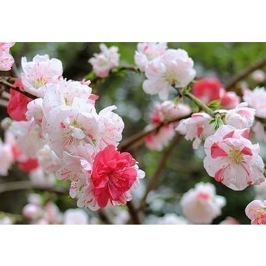 しだれ源平花桃　約２ｍ　現品発送　特大株　植木苗木大苗　源平しだれ花桃　源平シダレ桃　３色咲き　希少種　送料無料 
