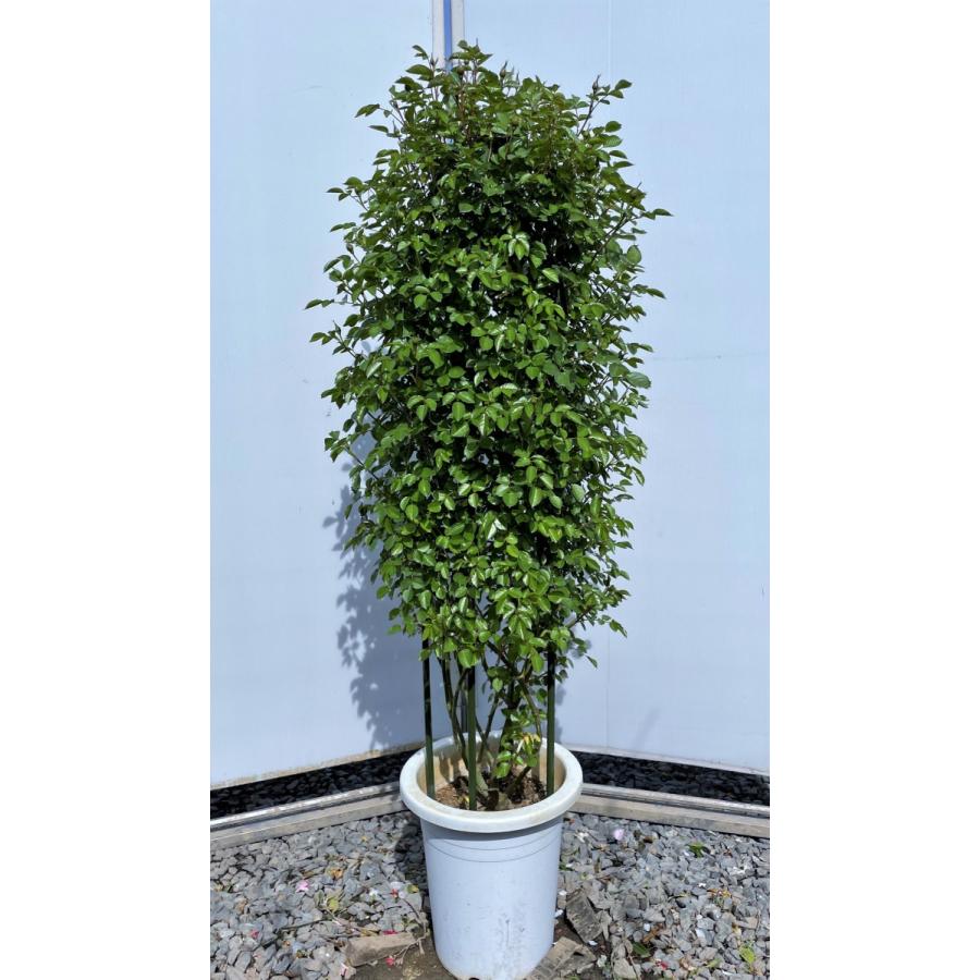 鉢植えバラ　ハッピーマザーデイ　約1.3m　現品発送　タワー仕立て　特大株　植木苗木大苗　ハッピーマザーズデイ　オレンジ花　ツルバラ　送料無料(11140円)