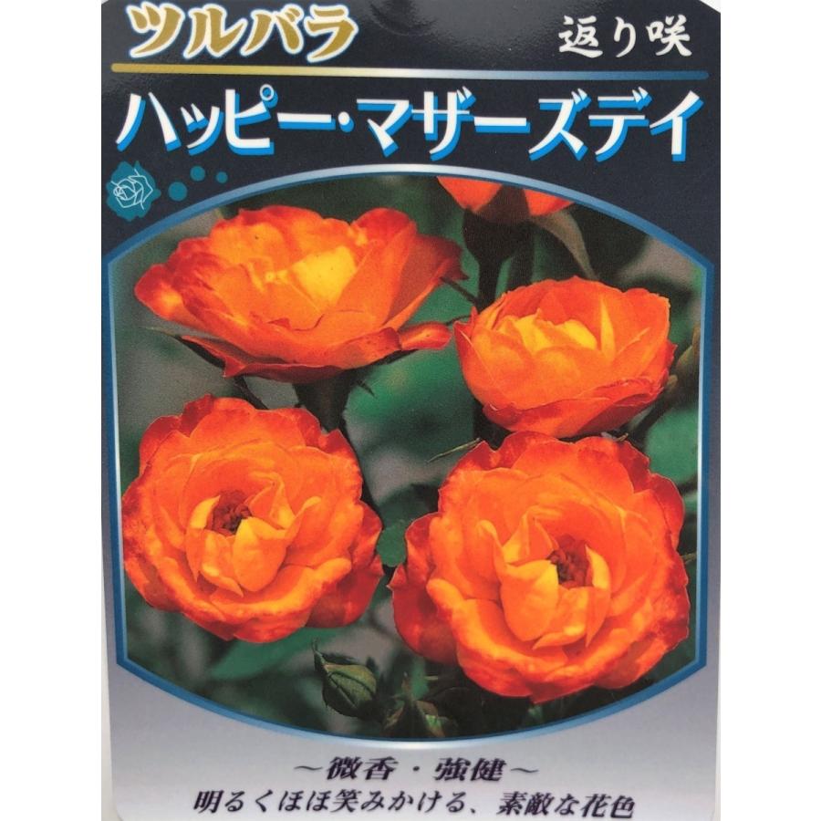 鉢植えバラ　ハッピーマザーデイ　約1.3m　現品発送　タワー仕立て　特大株　植木苗木大苗　ハッピーマザーズデイ　オレンジ花　ツルバラ　送料無料 鉢植えバラ　ハッピーマザーデイ　約1.3m　現品発送　タワー仕立て　特大株　植木苗木大苗　ハッピーマザーズデイ　オレンジ花　ツルバラ　送料無料 P1170599341(11140円)