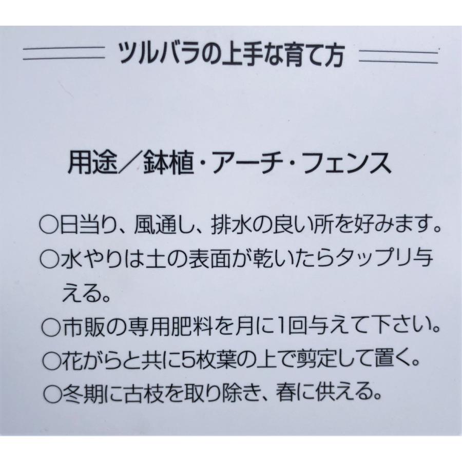 鉢植えバラ　ハッピーマザーデイ　約1.3m　現品発送　タワー仕立て　特大株　植木苗木大苗　ハッピーマザーズデイ　オレンジ花　ツルバラ　送料無料 鉢植えバラ　ハッピーマザーデイ　約1.3m　現品発送　タワー仕立て　特大株　植木苗木大苗　ハッピーマザーズデイ　オレンジ花　ツルバラ　送料無料 P1170599341(11140円)