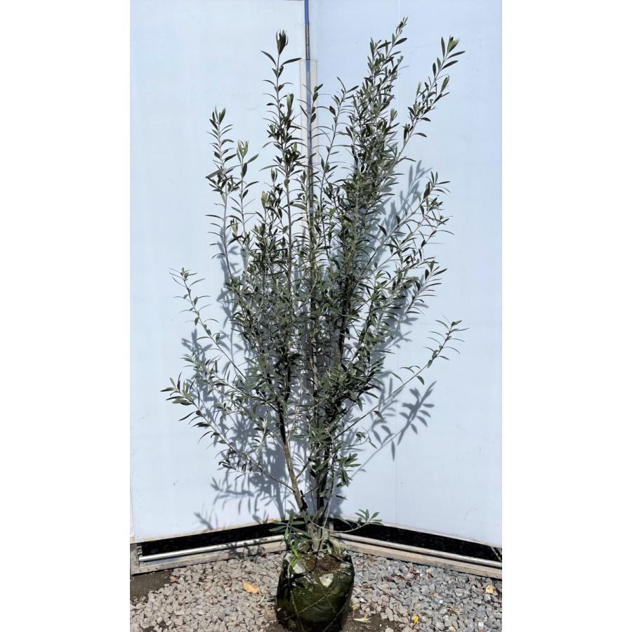 オリーブの木 シプレッシーノ 株立ち 約1 8m 現品発送 特大株 植木苗木大苗 チプレッシーノ 常緑樹 送料無料 chipre1816k2 大福樹苗園 通販 Yahoo ショッピング