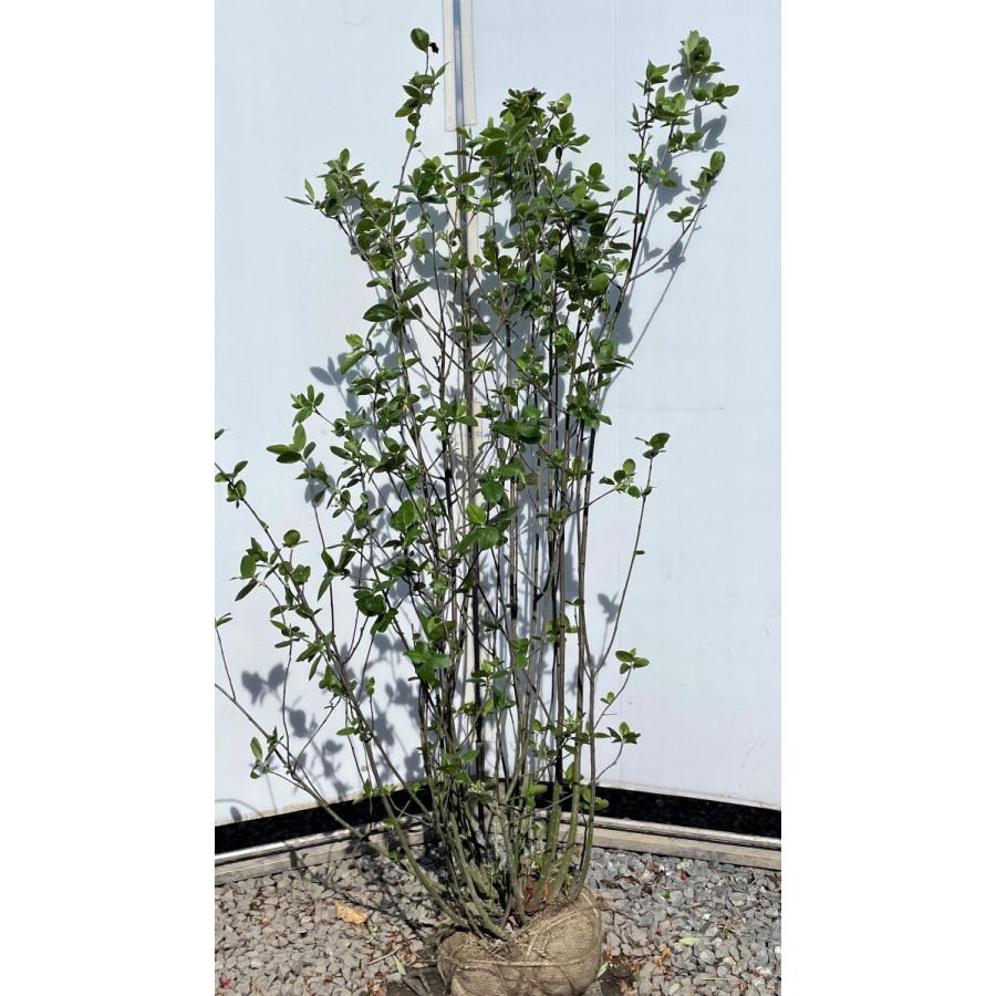 チョコレートベリー 10本株立ち 約1 6ｍ 現品発送 特大植木苗木大苗 アロニア チョコベリー 送料無料 aronia1614k10 大福樹苗園 通販 Yahoo ショッピング