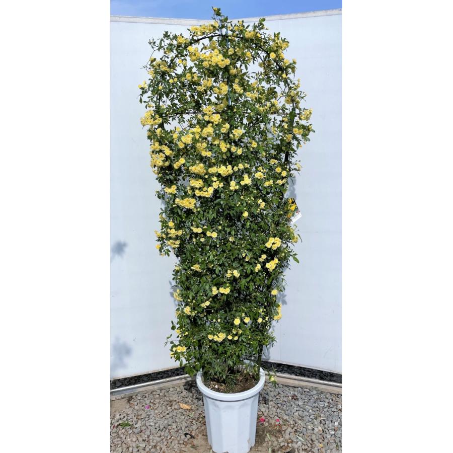 鉢植え黄花モッコウバラ　タワー仕立て　約180cm　現品発送　特大株大苗木　木香薔薇　モッコウ薔薇　常緑樹　送料無料