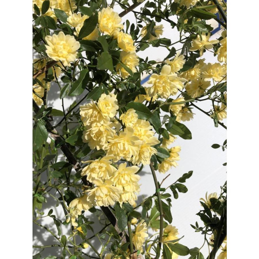 鉢植え黄花モッコウバラ　タワー仕立て　約180cm　現品発送　特大株大苗木　木香薔薇　モッコウ薔薇　常緑樹　送料無料 