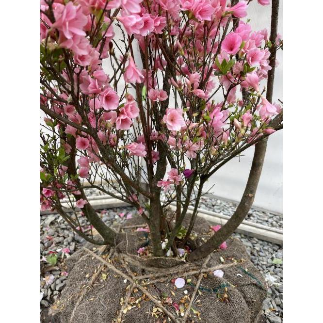 久留米ツツジ キリン 株立ち 約1.3m 現品発送 豪華株 植木苗木大苗