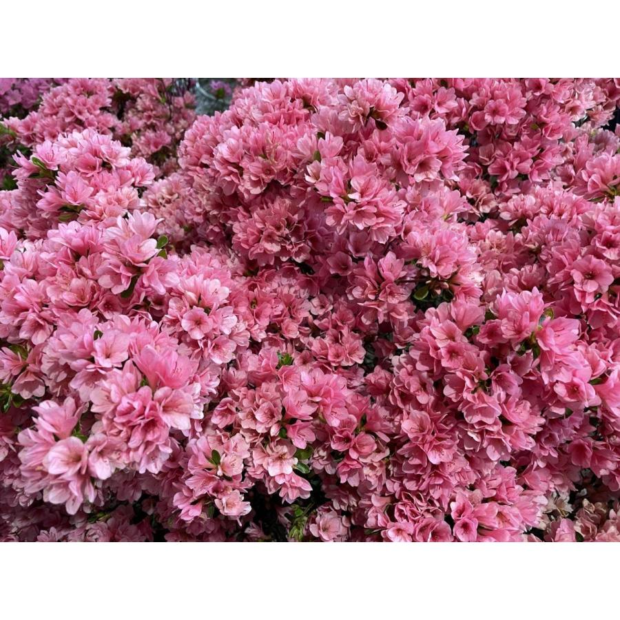 久留米ツツジ キリン 株立ち 約1.3m 現品発送 豪華株 植木苗木大苗