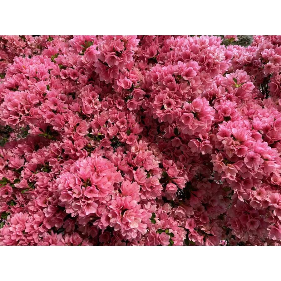 久留米ツツジ キリン 株立ち 約1.3m 現品発送 豪華株 植木苗木大苗