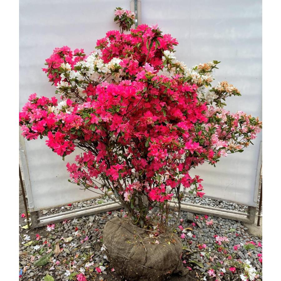 絞り咲き久留米ツツジ　軍旗　株立ち　約1.3ｍ　一点物　豪華株　現品発送　特大植木苗木大苗　絞り花グンキツツツジ　３色咲き　超希少品種　送料無料(16218円)