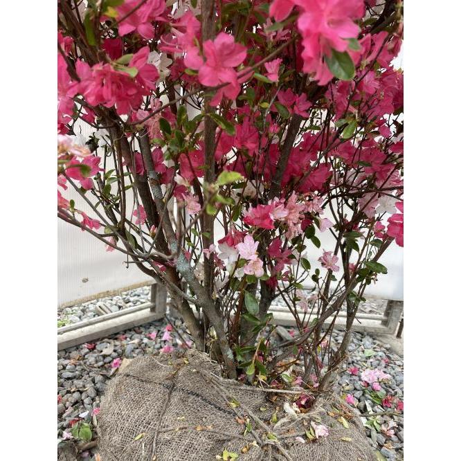 絞り咲き久留米ツツジ　軍旗　株立ち　約1.3ｍ　一点物　豪華株　現品発送　特大植木苗木大苗　絞り花グンキツツツジ　３色咲き　超希少品種　送料無料 