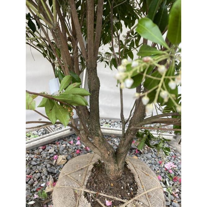 白花アセビ 約1.3m 株立ち 現品発送 特大株 植木苗木大苗 白 白花アセビ 約1.3m 株立ち 現品発送 特大株 植木苗木大苗 白