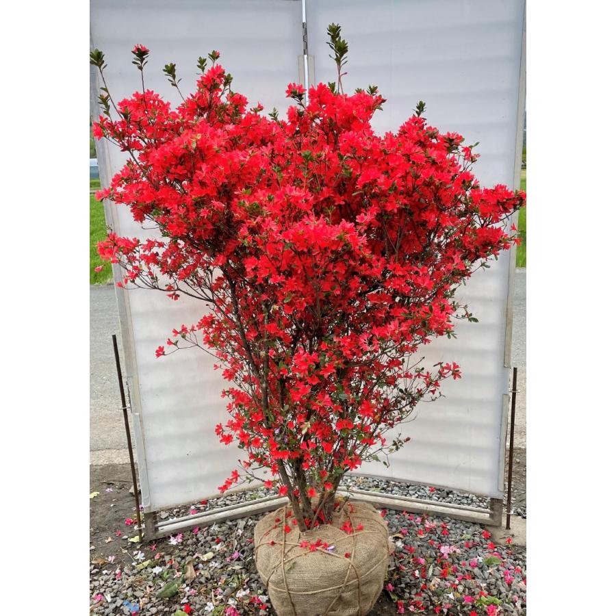 本霧島ツツジ　株立ち　約1.8ｍ　現品発送　超特大株　植木苗木大苗　ホンキリシマ　本キリシマ　常緑樹　送料無料(16372円)