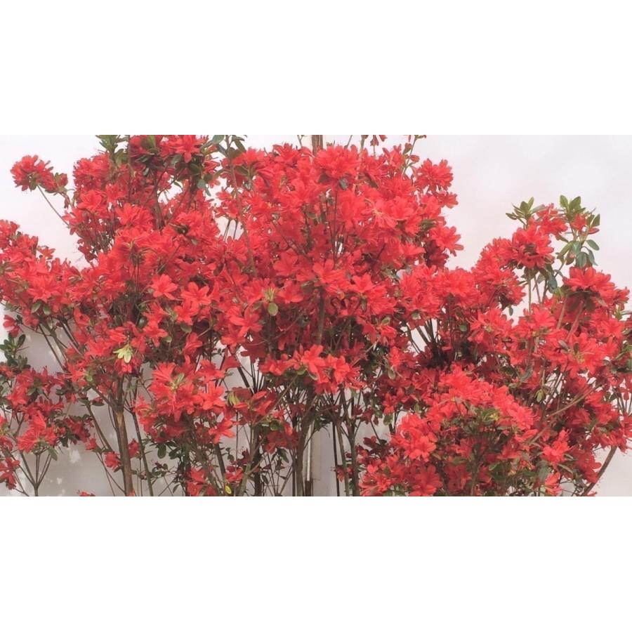 本霧島ツツジ　株立ち　約1.8ｍ　現品発送　超特大株　植木苗木大苗　ホンキリシマ　本キリシマ　常緑樹　送料無料 花、ガーデニング 苗木、植木 J1720372620(16372円)