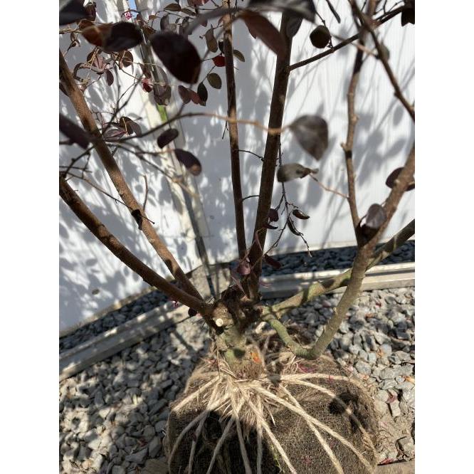 紅花トキキワマンサク ブラックパール 株立ち 約1.6m 現品発送 豪華株
