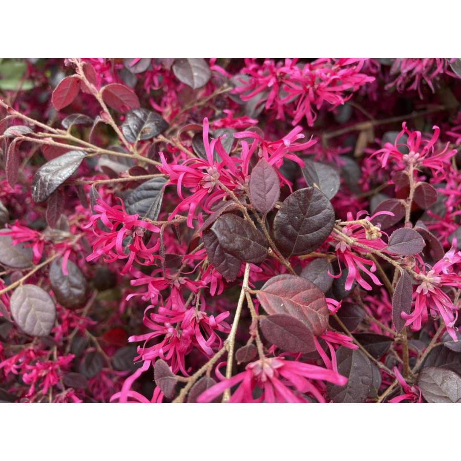 紅花トキキワマンサク ブラックパール 株立ち 約1.6m 現品発送 豪華株