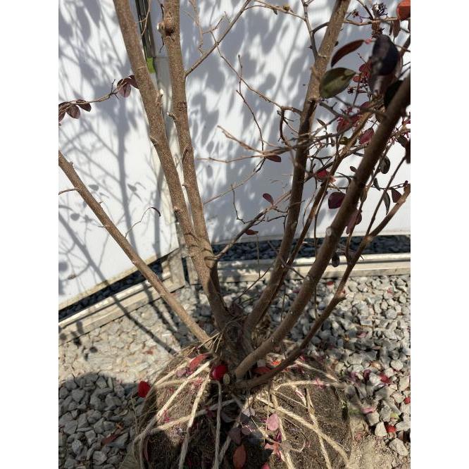 紅花トキキワマンサク　ブラックパール　株立ち　約1.8ｍ　現品発送　特大株　植木苗木大苗　最新品種　紫葉ベニバナトキワマンサク　送料無料 