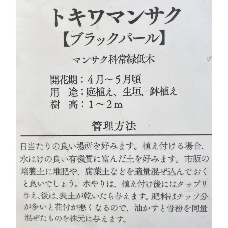紅花トキキワマンサク　ブラックパール　株立ち　約1.8ｍ　現品発送　特大株　植木苗木大苗　最新品種　紫葉ベニバナトキワマンサク　送料無料 