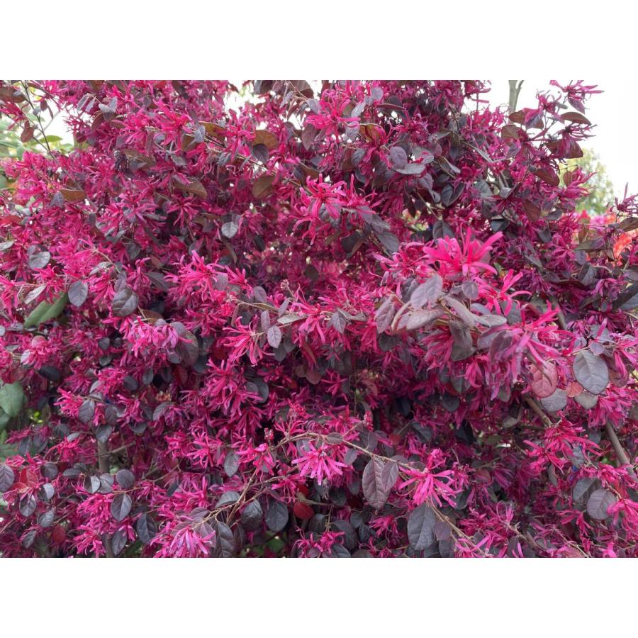 紅花トキキワマンサク　ブラックパール　株立ち　約1.8ｍ　現品発送　特大株　植木苗木大苗　最新品種　紫葉ベニバナトキワマンサク　送料無料 