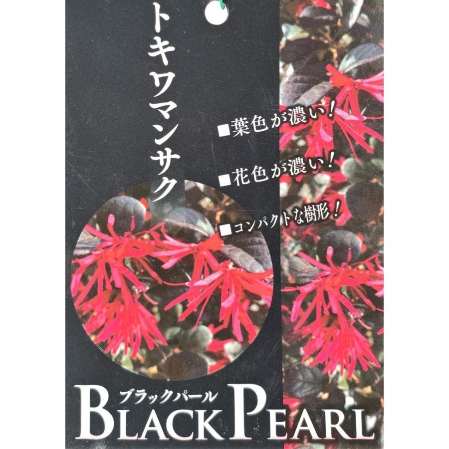 紅花トキキワマンサク ブラックパール 株立ち 約1.7m 現品発送 豪華株