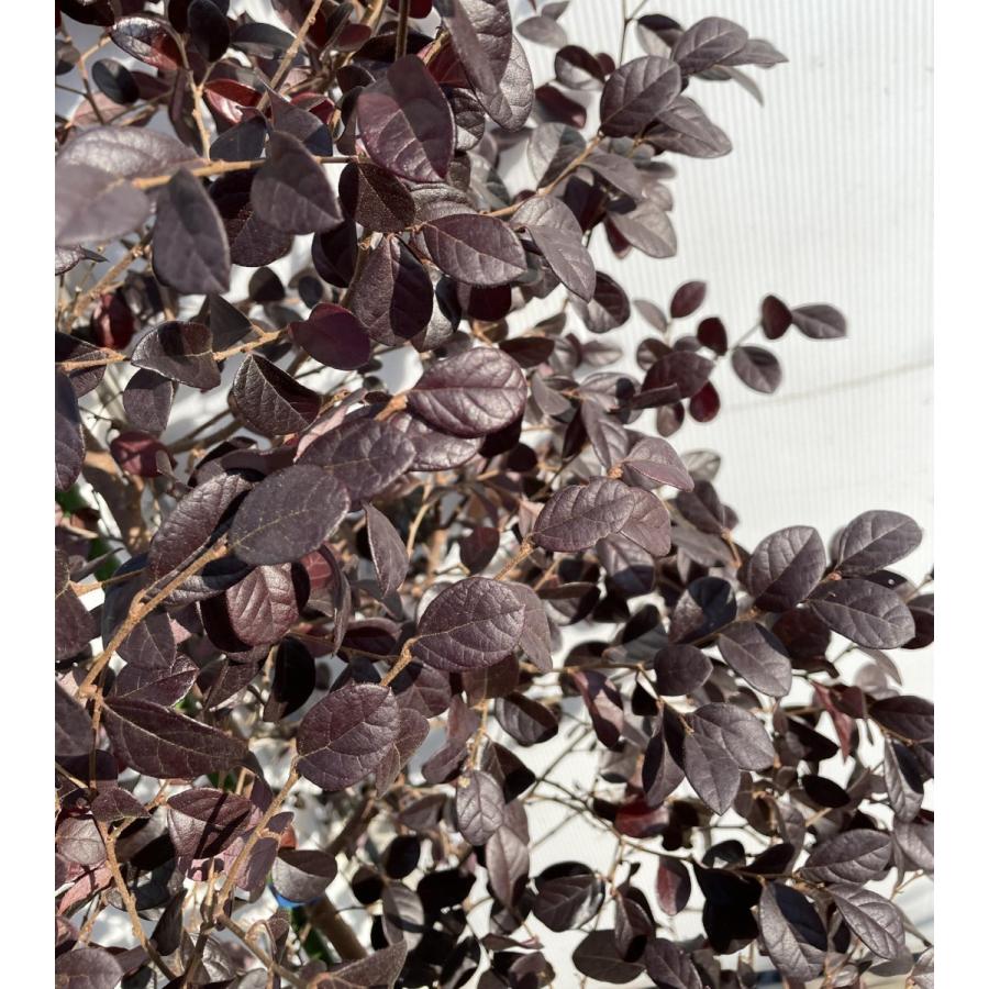 紅花トキキワマンサク ブラックパール 株立ち 約1.7m 現品発送 豪華株