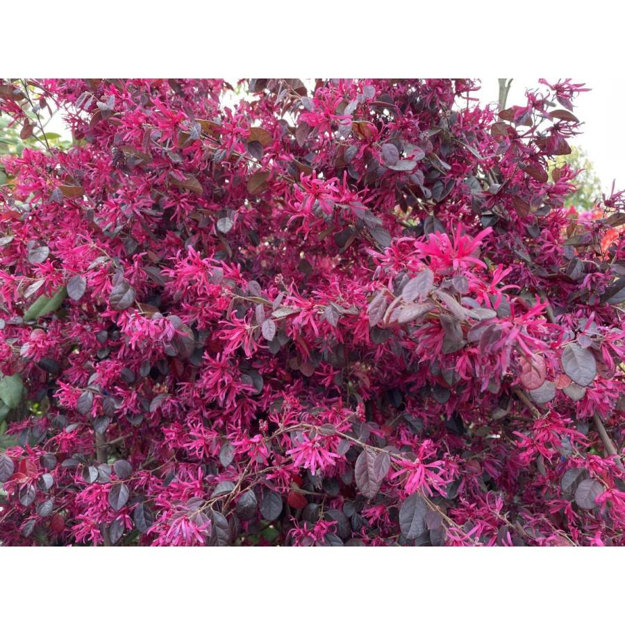 紅花トキキワマンサク ブラックパール 株立ち 約1 9ｍ 現品発送 特大株 植木苗木大苗 最新品種 紫葉ベニバナトキワマンサク 送料無料 blackpurl1917k3 大福樹苗園 通販 Yahoo ショッピング
