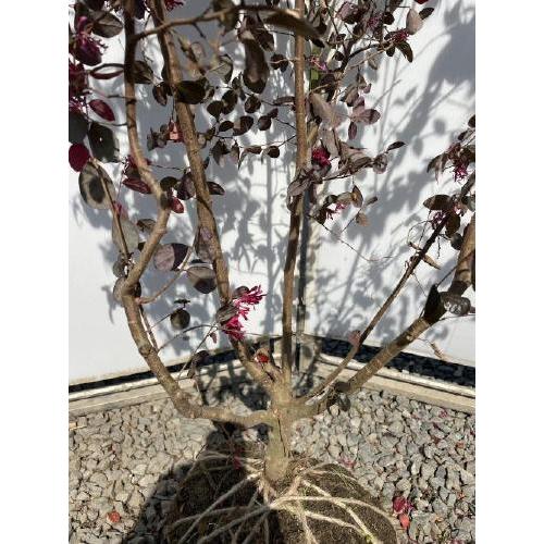 紅花トキキワマンサク　ブラックパール　株立ち　約1.8ｍ　現品発送　特大株　植木苗木大苗　最新品種　紫葉ベニバナトキワマンサク　送料無料 