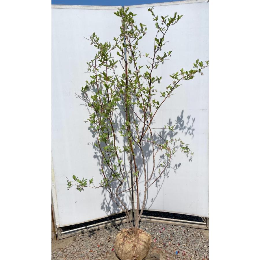 ブルーベリー プレミア 株立ち 約1 8ｍ 特大植木苗木 大実品種 ラビットアイ系 シンボルツリー 送料無料 premia1816k4 大福樹苗園 通販 Yahoo ショッピング