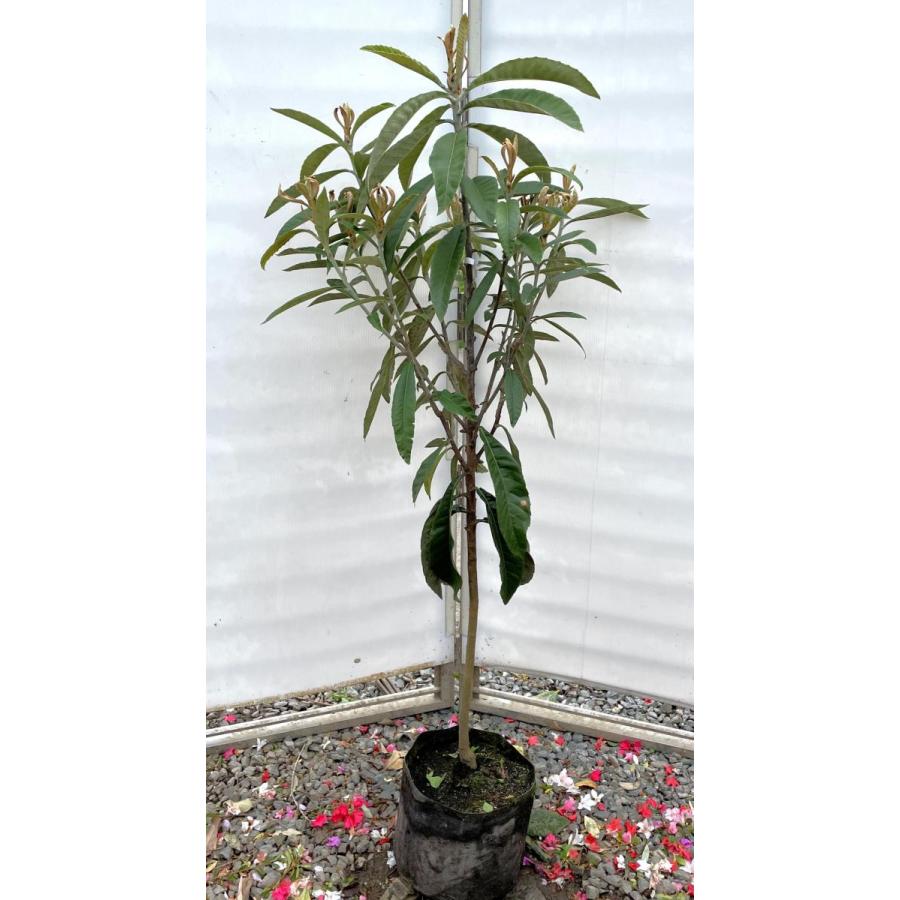 種苗登録ビワの木　BN21号　約1.5ｍ　現品発送　特大植木苗木　大苗果樹　大実琵琶の木　早生ビワ　送料無料