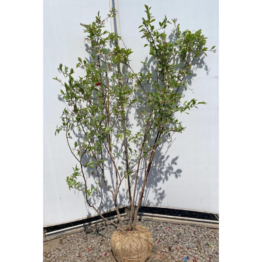 ブルーベリー　プレミア　株立ち　約1.6ｍ　特大植木苗木　大実品種　ラビットアイ系　シンボルツリー　送料無料