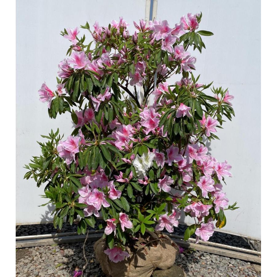 淀川ツツジ ピンク花 約1.1m 現品発送 特大株植木苗木大苗 ヨドガワ