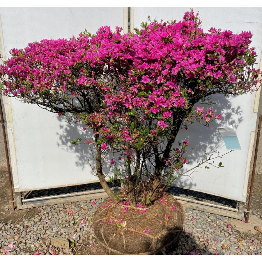 久留米ツツジ 裾濃ノ糸 約1.1m 株立ち 現品発送 豪華株 特大株 植木苗木大苗 紫花 スソゴノイト 裾濃乃糸 送料無料 : 大福樹苗園 ...