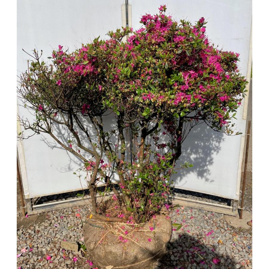 久留米ツツジ 裾濃ノ糸 約1.3m 株立ち 現品発送 豪華株 特大株 植木苗木大苗 紫花 スソゴノイト 裾濃乃糸 送料無料 : 大福樹苗園 ...