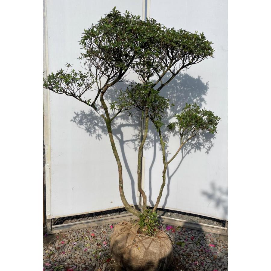 皐月 サツキツツジ 株立ち 約1.5m 現品発送 特大株苗木 大苗 五