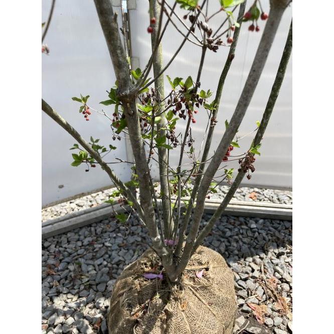 買い保障できる 現品発送 ドウダンツツジ 樹高1 2ｍ 根鉢含まず 56 送料無料 北海道 東北 離島は別途送料が必要 灯台躑躅 どうだんつつじ 生垣 苗木 植木 苗 庭木 生け垣 シンボルツリー 落葉樹 紅葉 雑木 中木 Fucoa Cl