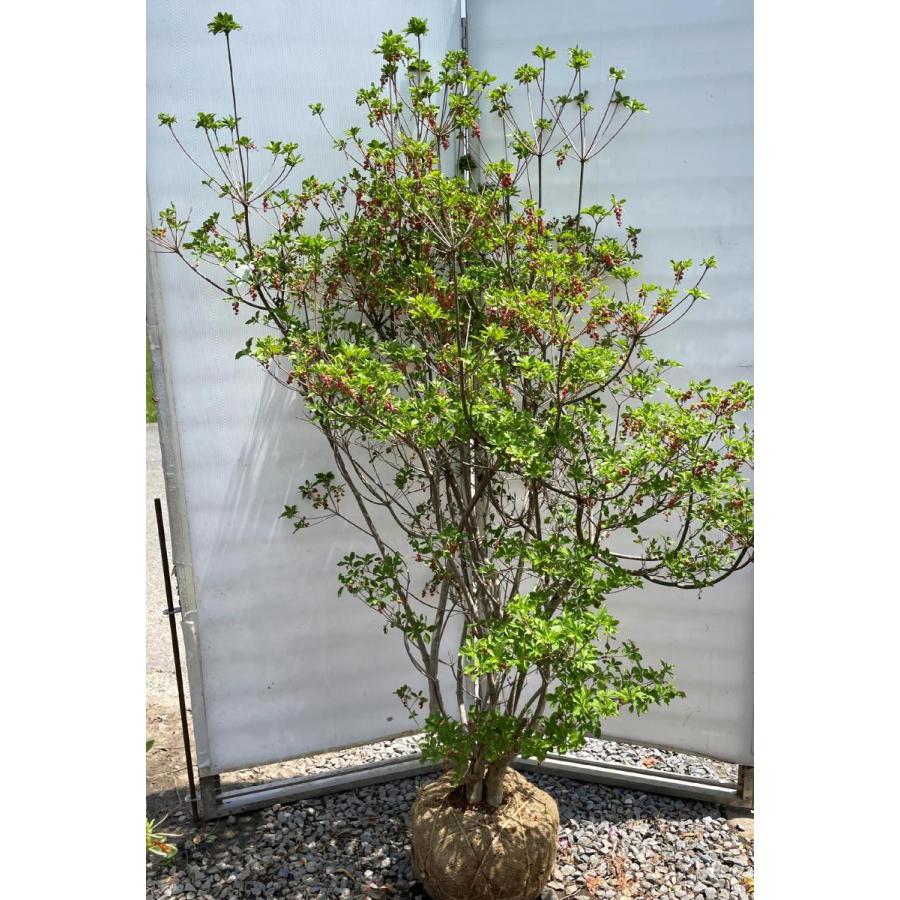 紅ドウダンツツジ 7本株立ち 約1.8m 現品発送 豪華株 特大植木 紅ドウダンツツジ 7本株立ち 約1.8m 現品発送 豪華株 特大植木