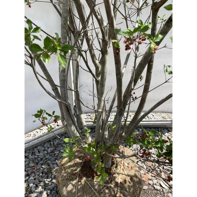 紅ドウダンツツジ 7本株立ち 約1.8m 現品発送 豪華株 特大植木 紅ドウダンツツジ 7本株立ち 約1.8m 現品発送 豪華株 特大植木