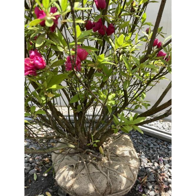八重咲き平戸ツツジ 紅千重大紫 株立ち 約1.1m 現品発送 豪華株 特大