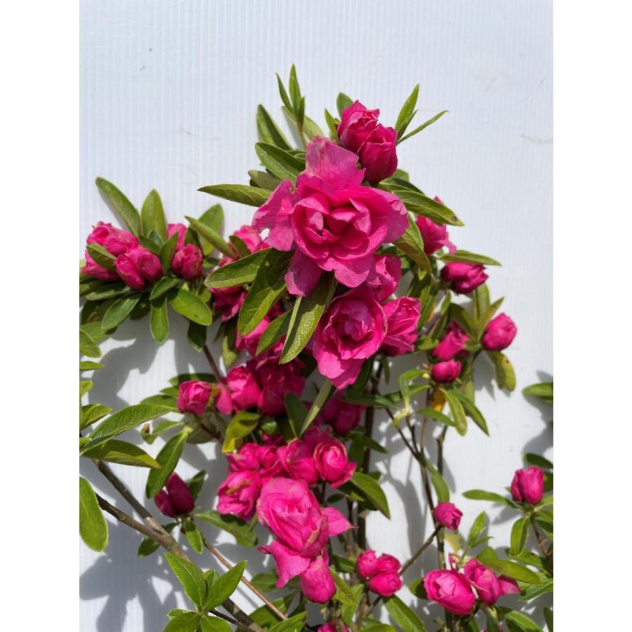 八重咲き平戸ツツジ 紅千重大紫 株立ち 約1.1m 現品発送 豪華株 特大