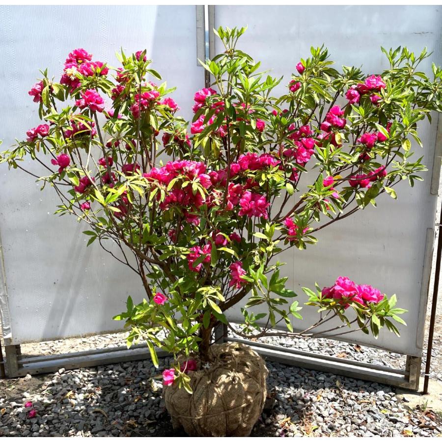 八重咲き平戸ツツジ　紅千重大紫　株立ち　約1.2ｍ　現品発送　赤花センエオオムラサキ　植木苗木大苗　送料無料(10590円)