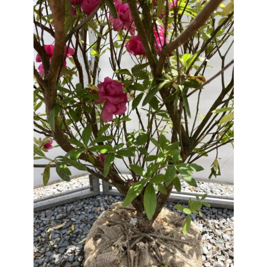 八重咲き平戸ツツジ　紅千重大紫　株立ち　約1.2ｍ　現品発送　赤花センエオオムラサキ　植木苗木大苗　送料無料 