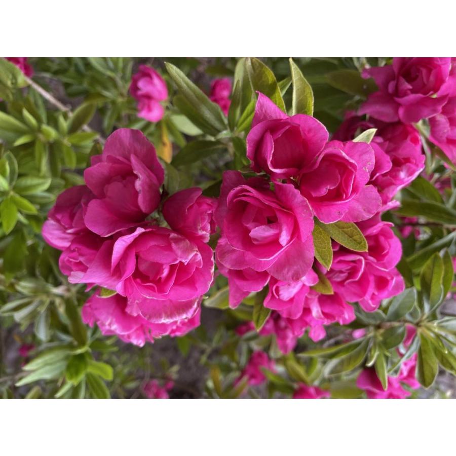 八重咲き平戸ツツジ　紅千重大紫　株立ち　約1.2ｍ　現品発送　赤花センエオオムラサキ　植木苗木大苗　送料無料 