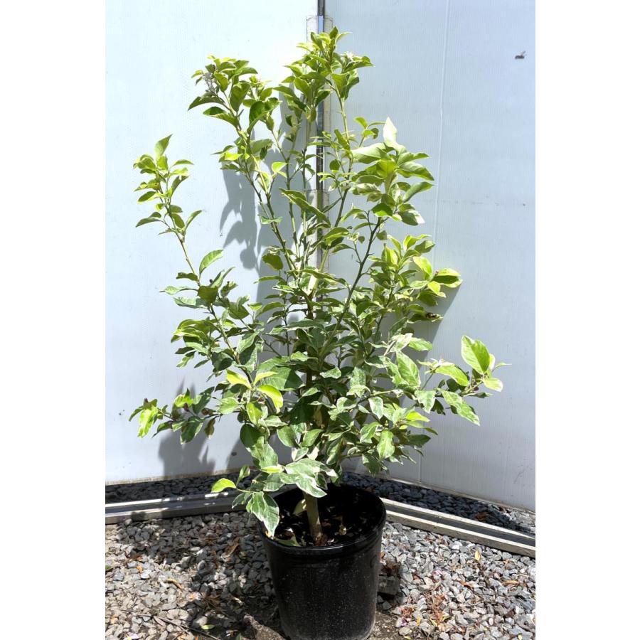 レモンの木　ピンクレモネード　約1.3ｍ　現品発送　植木苗木　班入り檸檬の木　ピンクレモン　送料無料